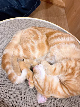 Cat Café MOFF つかしん店に投稿された画像（2026/3/17）