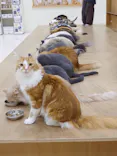 Cat Café MOFF イオンモール豊川店に投稿された画像（2026/3/18）