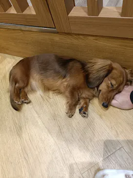 いぬカフェRio 新宿店に投稿された画像（2026/3/18）