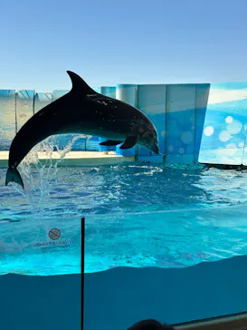新江ノ島水族館に投稿された画像（2026/3/18）