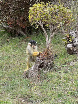 伊豆シャボテン動物公園に投稿された画像（2026/3/18）