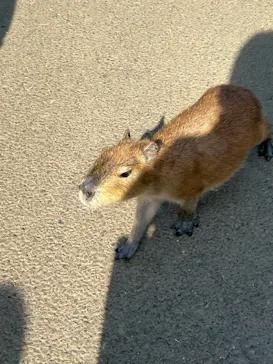 伊豆シャボテン動物公園に投稿された画像（2026/3/18）