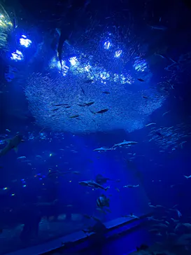 アクアワールド茨城県大洗水族館に投稿された画像（2026/3/18）