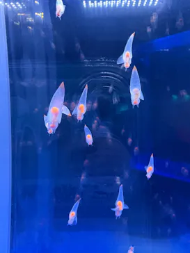 アクアワールド茨城県大洗水族館に投稿された画像（2026/3/18）