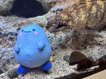 新江ノ島水族館に投稿された画像（2026/3/18）