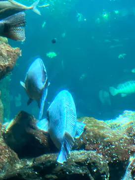 新江ノ島水族館に投稿された画像（2026/3/18）