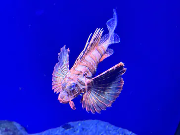 新江ノ島水族館に投稿された画像（2026/3/18）