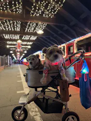 修善寺虹の郷に投稿された画像（2026/3/18）