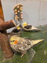 Moff animal cafe MARKIS 福岡ももち店に投稿された画像（2026/3/18）