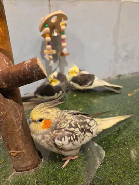 Moff animal cafe MARKIS 福岡ももち店に投稿された画像（2026/3/18）