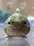 仙台うみの杜水族館に投稿された画像（2026/3/18）