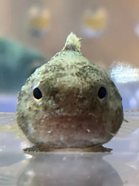 仙台うみの杜水族館に投稿された画像（2026/3/18）