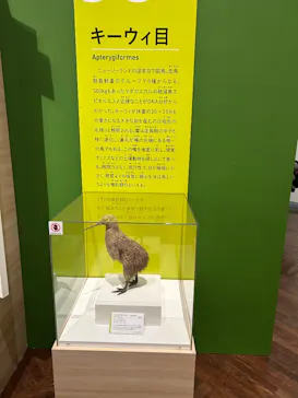特別展「鳥 ～ゲノム解析が解き明かす新しい鳥類の系統～」に投稿された画像（2026/3/18）