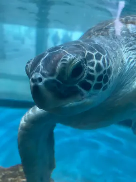 大分マリーンパレス水族館 「うみたまご」に投稿された画像（2026/3/18）