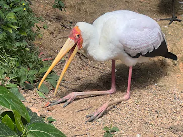 ネオパークオキナワに投稿された画像（2026/3/18）