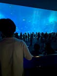 沖縄美ら海水族館に投稿された画像（2026/3/18）