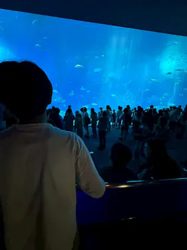 沖縄美ら海水族館に投稿された画像（2026/3/18）