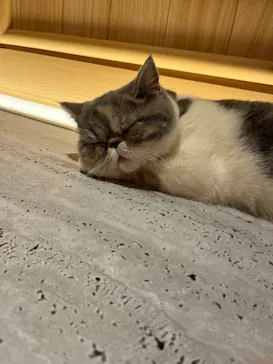 猫カフェモカ 梅田店に投稿された画像（2026/3/18）