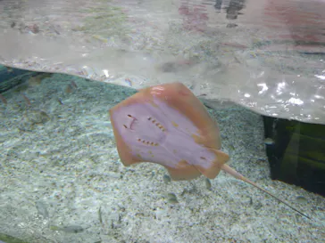 NIFREL（ニフレル）に投稿された画像（2026/3/18）