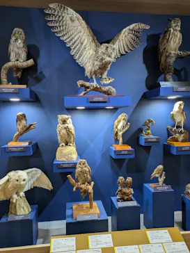 特別展「鳥 ～ゲノム解析が解き明かす新しい鳥類の系統～」に投稿された画像（2026/3/18）