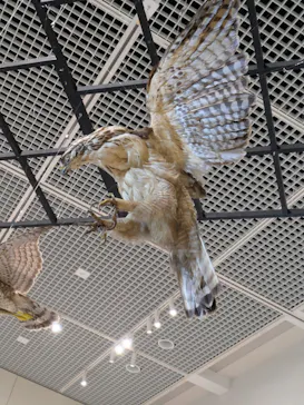 特別展「鳥 ～ゲノム解析が解き明かす新しい鳥類の系統～」に投稿された画像（2026/3/18）