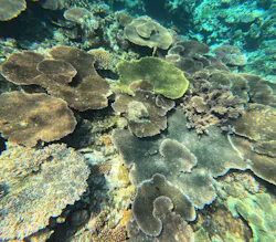 西表島 ADVENTURE PiPi（アドベンチャーピピ）に投稿された画像（2026/3/18）