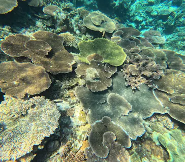 西表島 ADVENTURE PiPi（アドベンチャーピピ）に投稿された画像（2026/3/18）