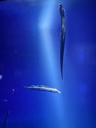 サンシャイン水族館に投稿された画像（2026/3/18）