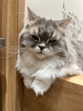 いぬカフェRio イオンモール常滑店に投稿された画像（2026/3/18）