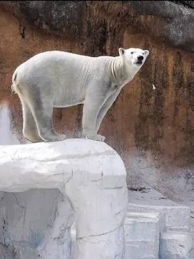 天王寺動物園に投稿された画像（2026/3/18）