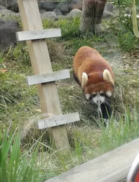 天王寺動物園に投稿された画像（2026/3/18）