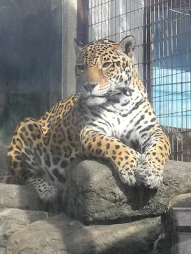 天王寺動物園に投稿された画像（2026/3/18）