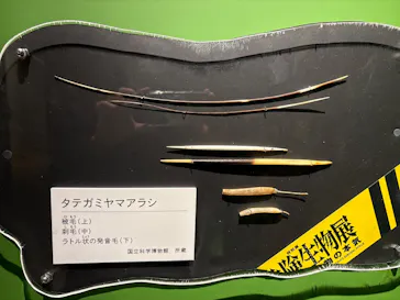 特別展「超危険生物展　科学で挑む生き物の本気」に投稿された画像（2026/3/18）