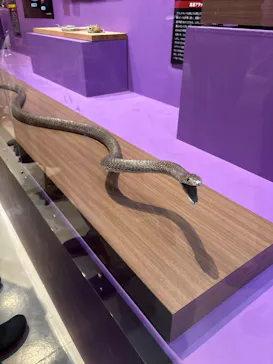 特別展「超危険生物展　科学で挑む生き物の本気」に投稿された画像（2026/3/18）