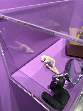 特別展「超危険生物展　科学で挑む生き物の本気」に投稿された画像（2026/3/18）