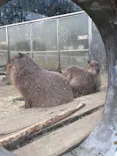 宇都宮動物園に投稿された画像（2026/3/18）