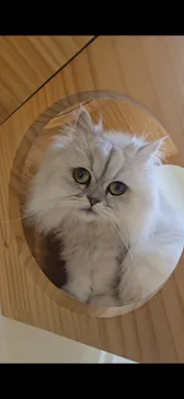 Cat Café MOFF イオンモール豊川店に投稿された画像（2026/3/18）