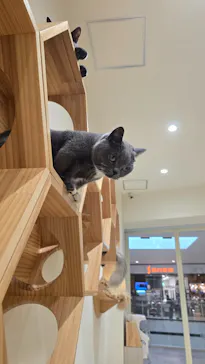 Cat Café MOFF イオンモール豊川店に投稿された画像（2026/3/18）