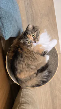 Cat Café MOFF イオンモール豊川店に投稿された画像（2026/3/18）