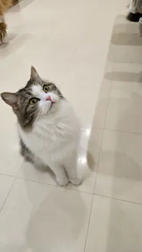 Cat Café MOFF イオンモール豊川店に投稿された画像（2026/3/18）