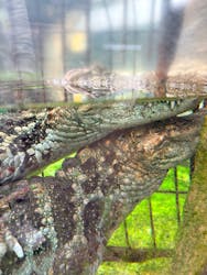 熱川バナナワニ園に投稿された画像（2026/3/18）