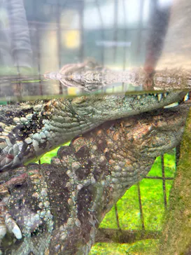 熱川バナナワニ園に投稿された画像（2026/3/18）