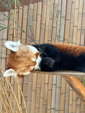 熱川バナナワニ園に投稿された画像（2026/3/18）