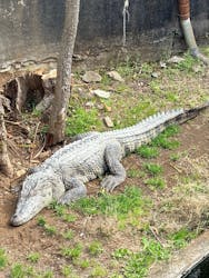 熱川バナナワニ園に投稿された画像（2026/3/18）