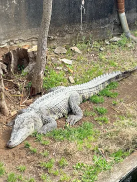 熱川バナナワニ園に投稿された画像（2026/3/18）