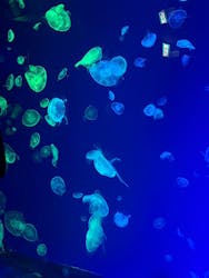 名古屋港水族館に投稿された画像（2026/3/18）