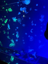 名古屋港水族館に投稿された画像（2026/3/18）