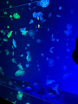 名古屋港水族館に投稿された画像（2026/3/18）