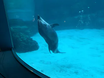 名古屋港水族館に投稿された画像（2026/3/18）