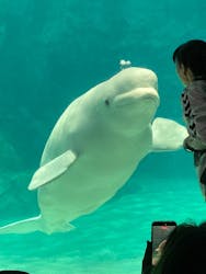 名古屋港水族館に投稿された画像（2026/3/18）